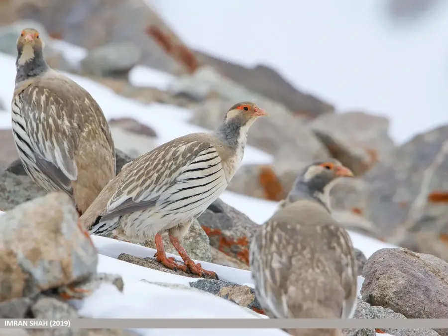 File:Tibetan Snowcock (Tetraogallus tibetanus).jpg