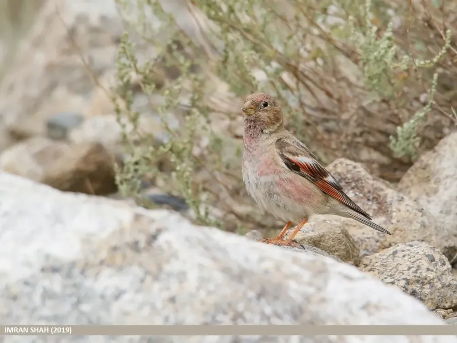 File:Mongolian Finch (Bucanetes mongolicus) - 48828002523.jpg