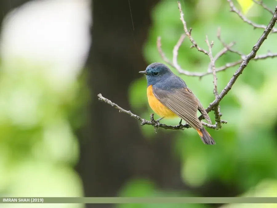 File:Blue-fronted Redstart (Phoenicurus frontalis) - 48828011398.jpg