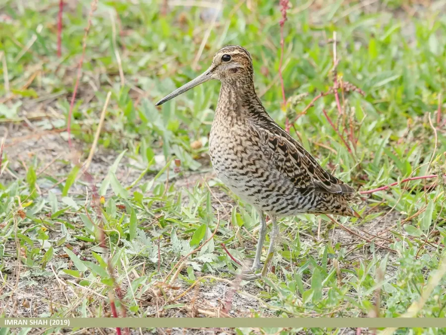 File:Pintail Snipe (Gallinago stenura).jpg