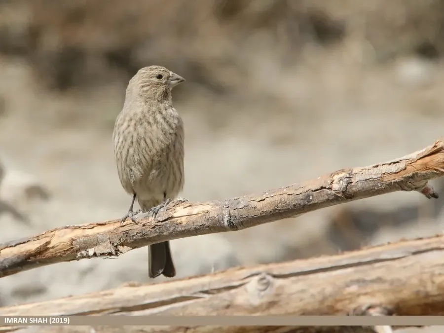 File:Great Rosefinch (Carpodacus rubicilla).jpg