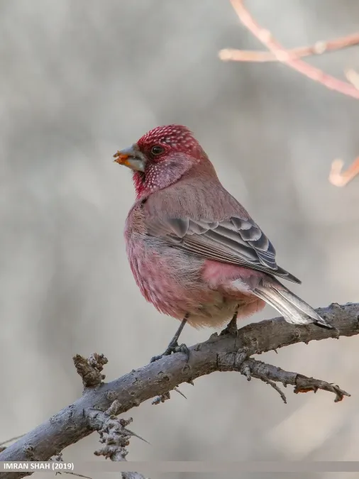 File:Great Rosefinch (Carpodacus rubicilla) - 48828455061.jpg