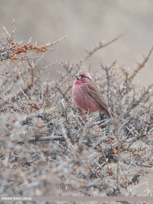 File:Red-Mantled Rosefinch (Carpodacus rhodochlamys).jpg
