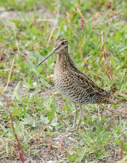 File:Pintail Snipe (Gallinago stenura) - 48816555177.jpg