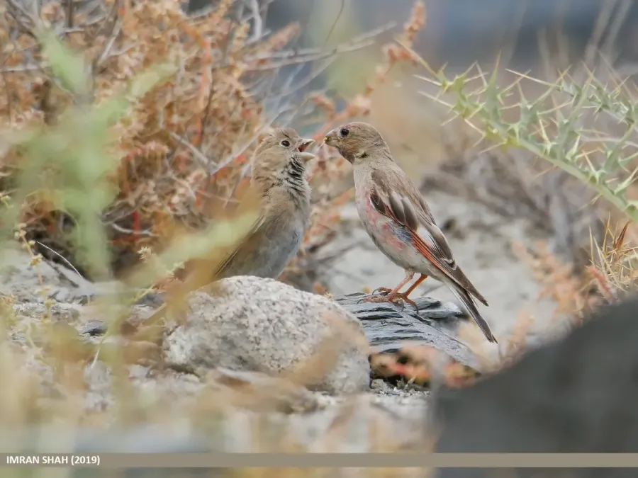 File:Mongolian Finch (Bucanetes mongolicus) - 48776728931.jpg