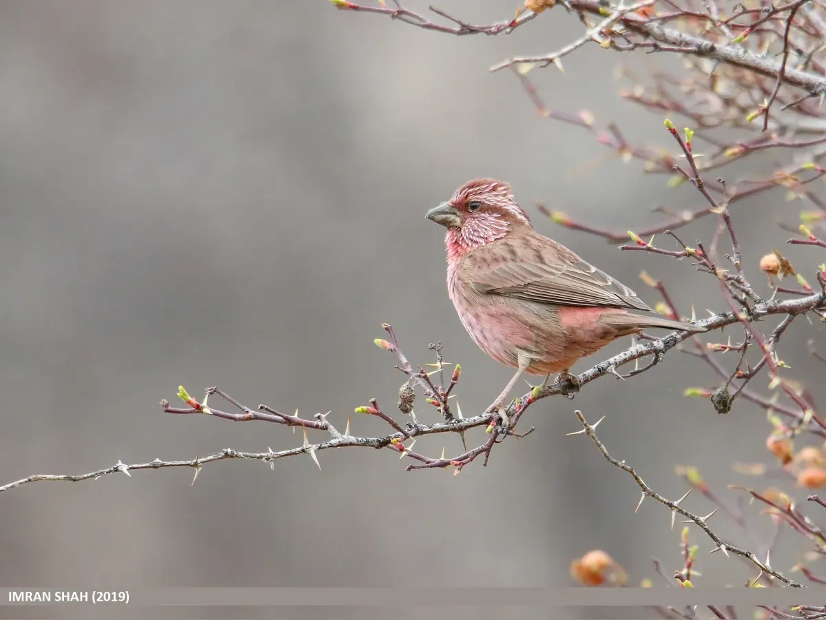 File:Red-Mantled Rosefinch (Carpodacus rhodochlamys) - 48759586683.jpg
