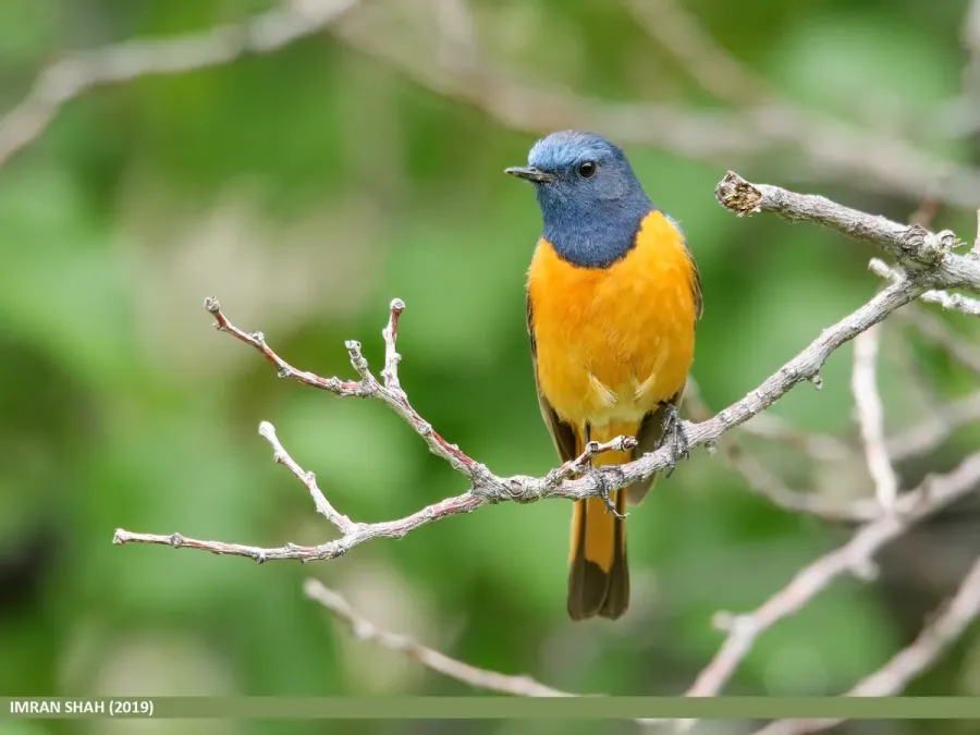 File:Blue-fronted Redstart (Phoenicurus frontalis) - 48739623372.jpg