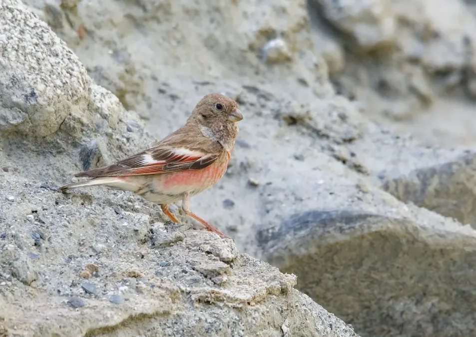 File:Mongolian Finch (Bucanetes mongolicus) - 48739617622.jpg