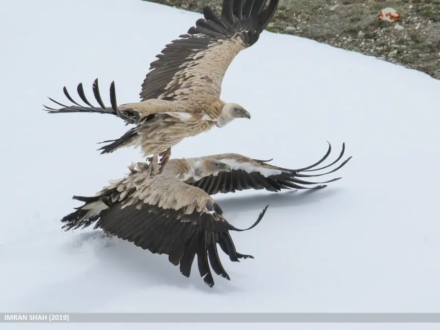 File:Himalayan Griffon (Gyps himalayensis) - 48732006076.jpg