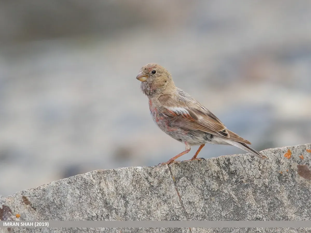 File:Mongolian Finch (Bucanetes mongolicus) - 48728636031.jpg