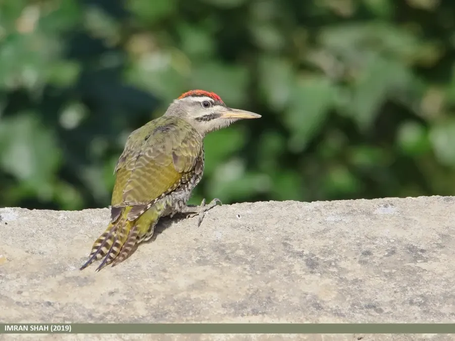 File:Scaly-bellied Woodpecker (Picus squamatus) - 48728619406.jpg