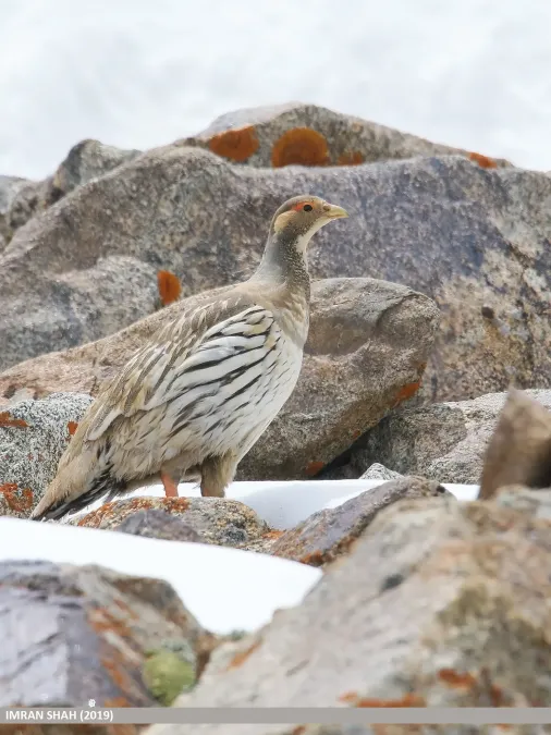 File:Tibetan Snowcock (Tetraogallus tibetanus) - 48728480743.jpg