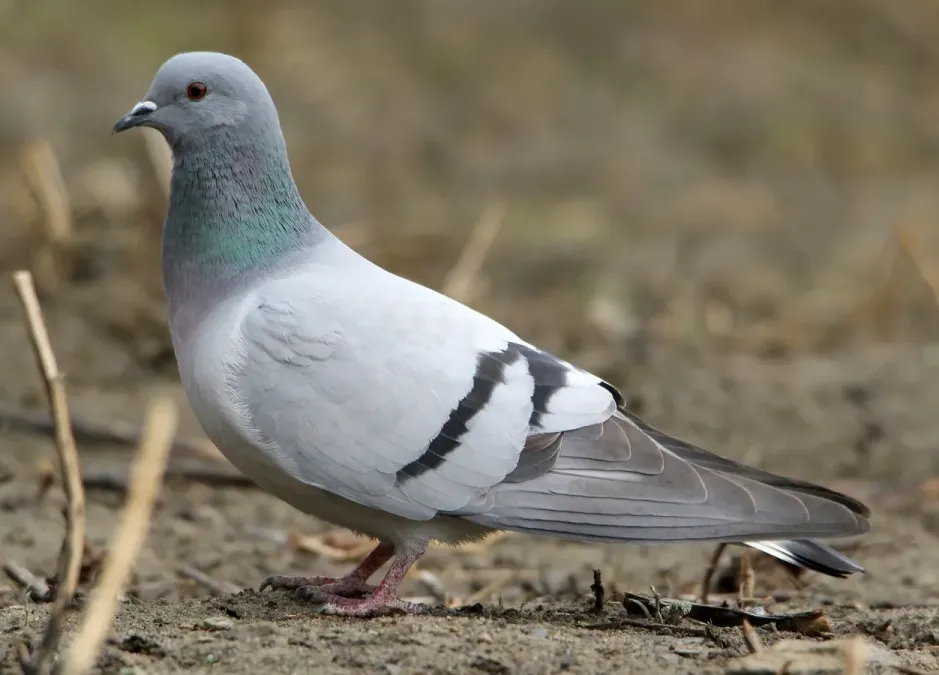 File:Hill Pigeon (Columba rupestris) - 48728993017.jpg