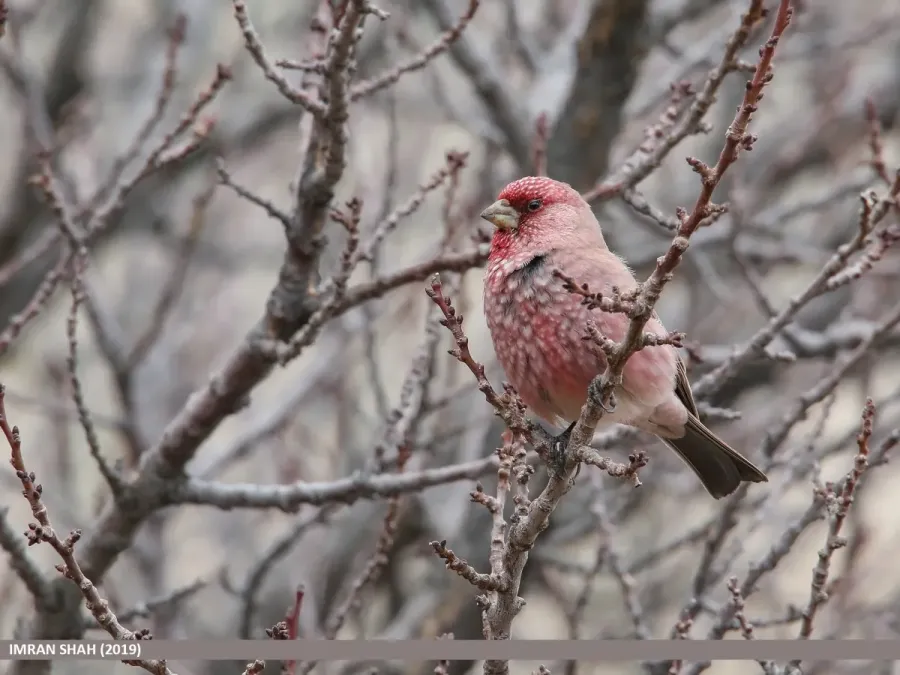 File:Great Rosefinch (Carpodacus rubicilla) - 48728951212.jpg