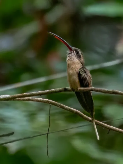 File:Phaethornis malaris - Great-billed Hermit; Serra do Divisor Nationa Park, Acre, Brazil.jpg