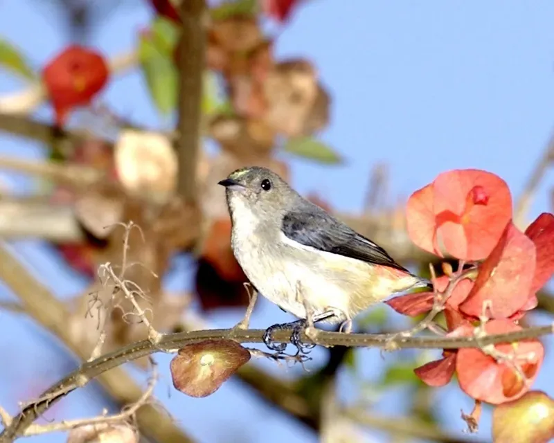 File:Dicaeum sanguinolentum female.jpg