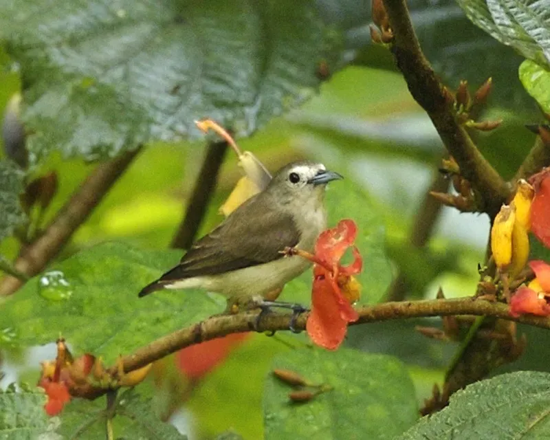 File:Dicaeum concolor.jpg