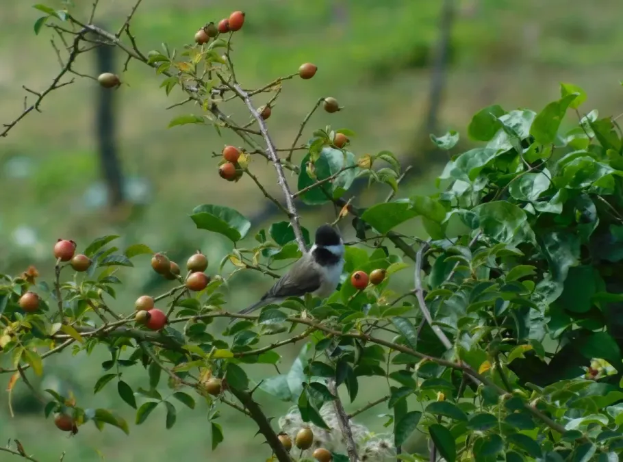 File:Senica šljivarka (Poecile lugubris) Sombre Tit.jpg