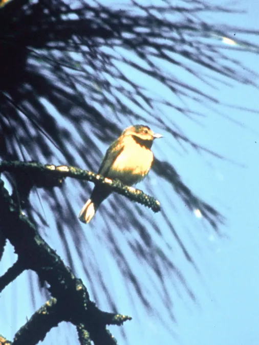 File:Vermivora bachmanii.jpg