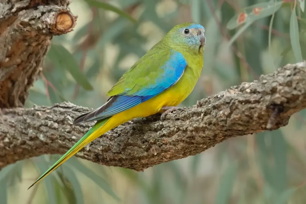 File:Neophema pulchella female - Glen Davis.jpg