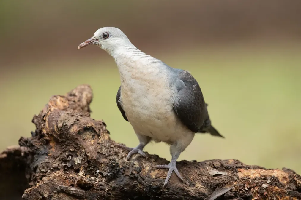 File:Columba leucomela female 1 - Brunkerville.jpg