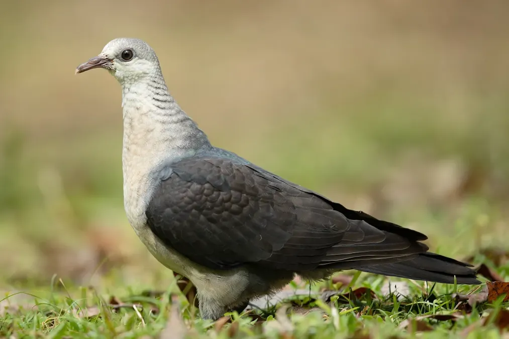 File:Columba leucomela female 2- Brunkerville.jpg
