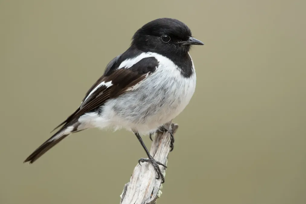 File:Melanodryas cucullata - Glen Davis.jpg