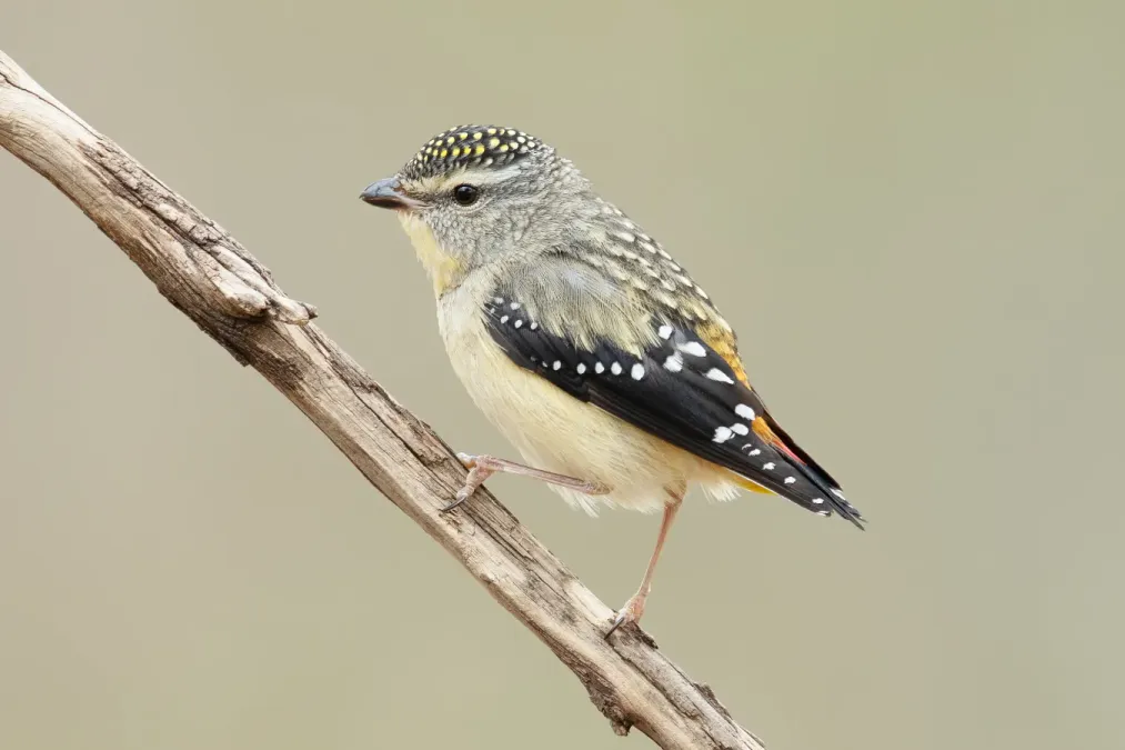 File:Pardalotus punctatus - Glen Davis.jpg