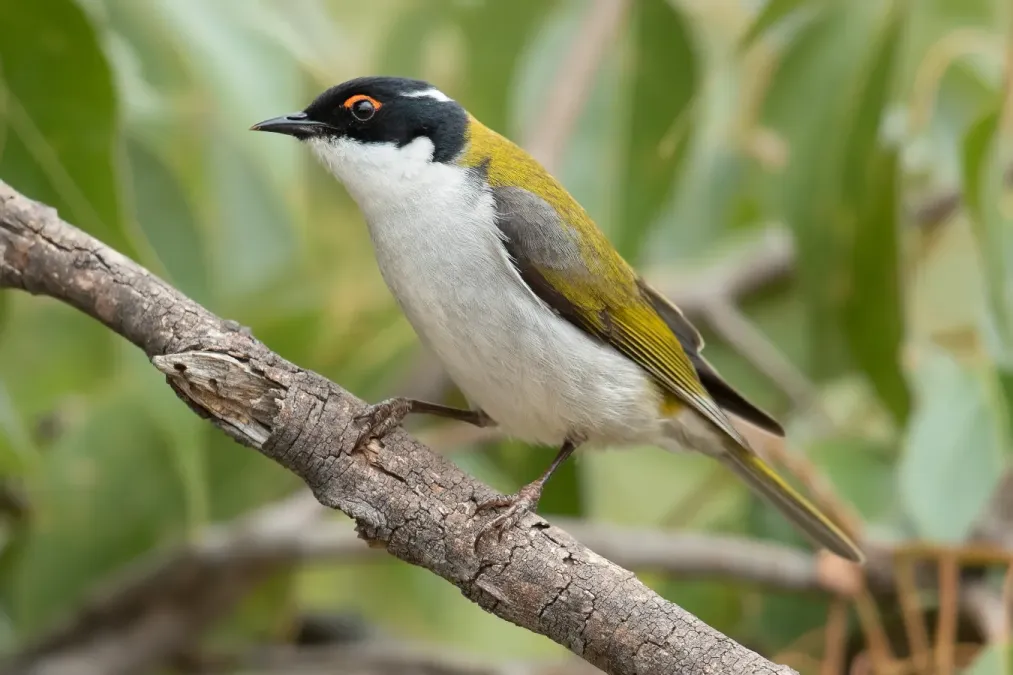 File:Melithreptus lunatus - Glen Davis.jpg