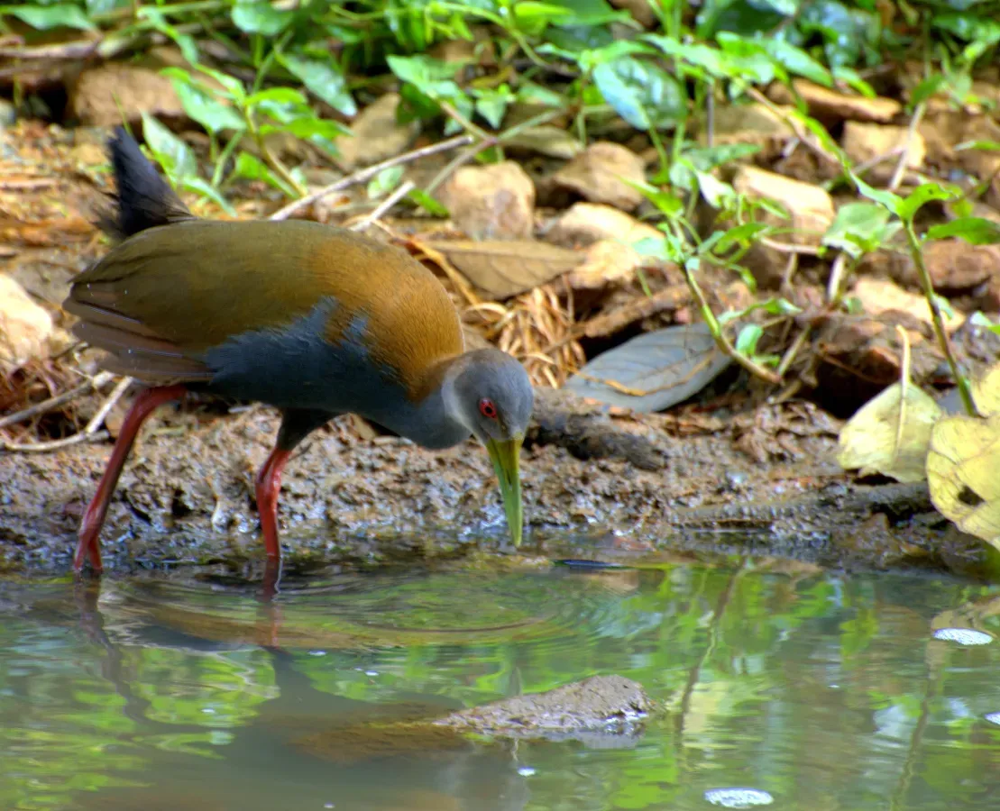 File:Aramides saracura by the water.jpg