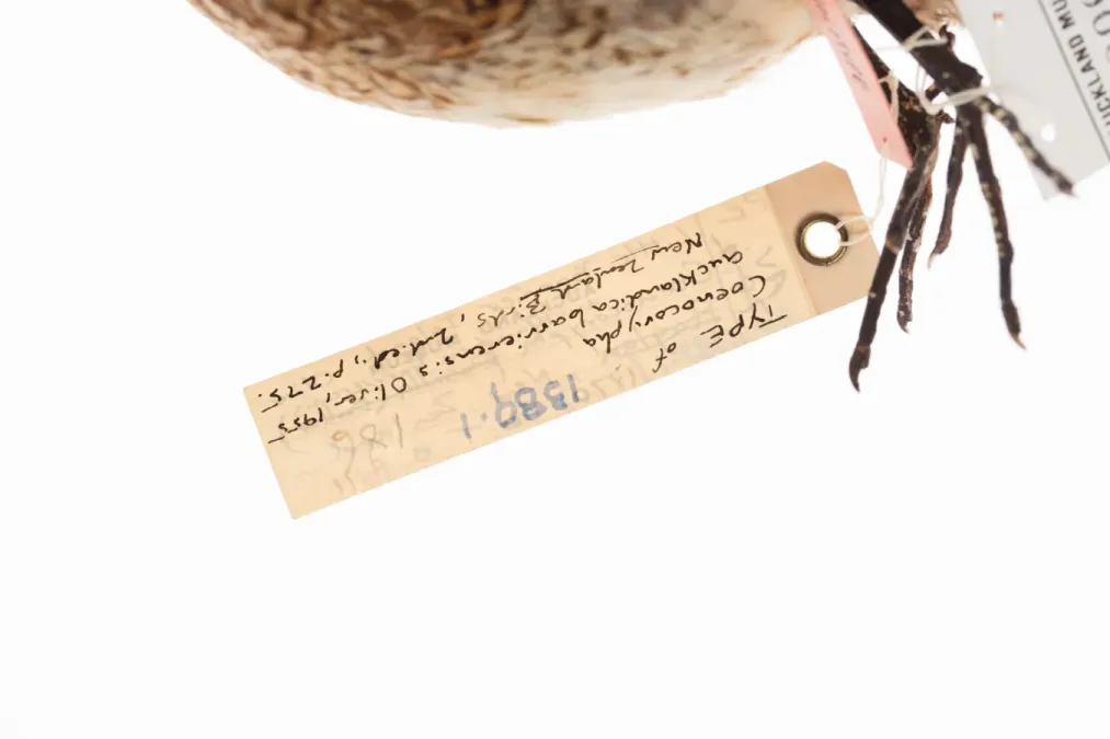 File:Coenocorypha barrierensis (AM LB10066-8).jpg