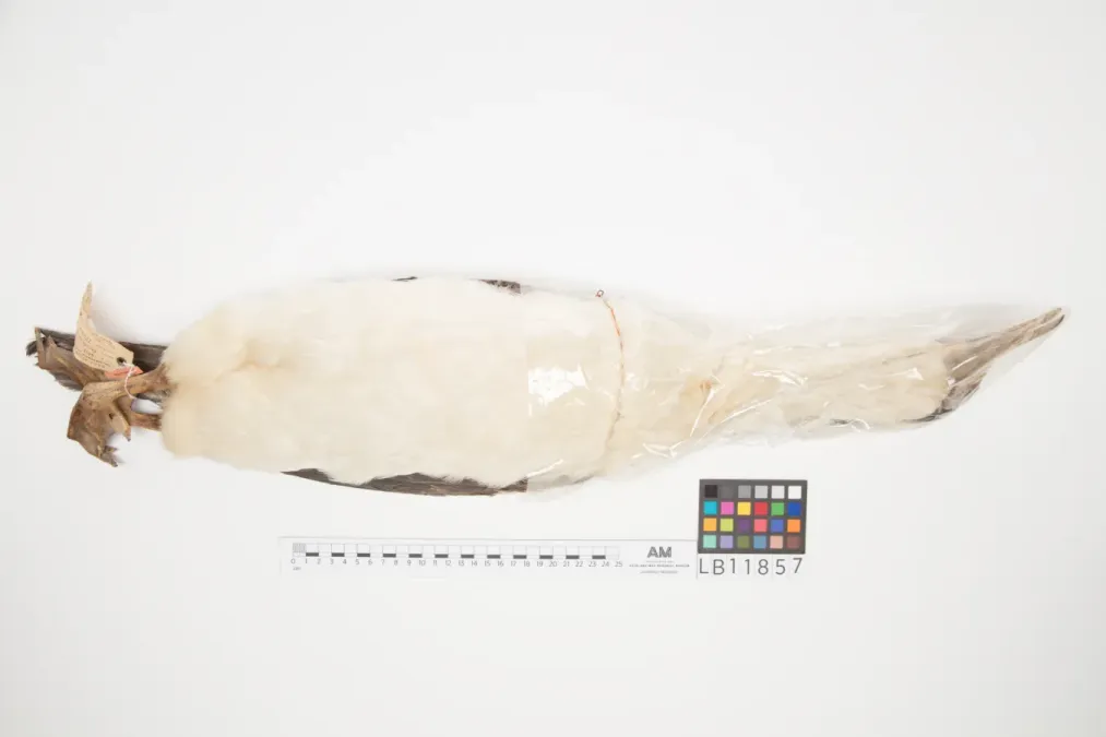 File:Leucocarbo nivalis (AM LB11857-5).jpg