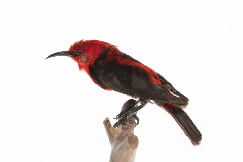 File:Myzomela cardinalis (AM LB9127-4).jpg