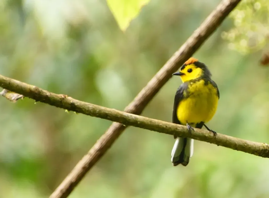 File:Myioborus torquatus (8499748697).jpg