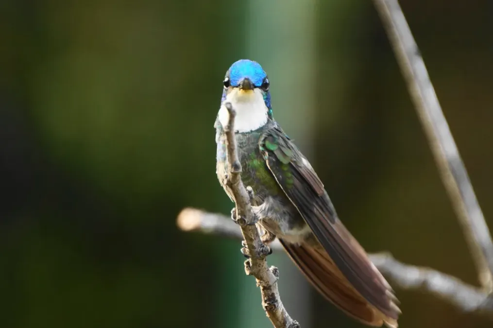 File:Lampornis castaneoventris (8500836110).jpg