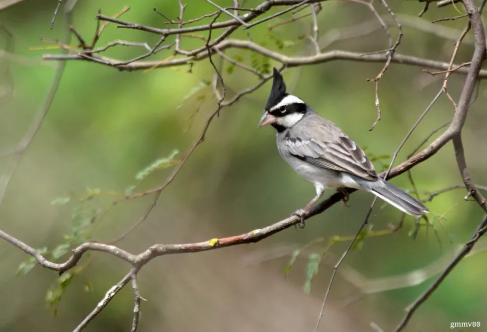 File:Lophospingus pusillus en el Parque Nacional Teniente Enciso.jpg
