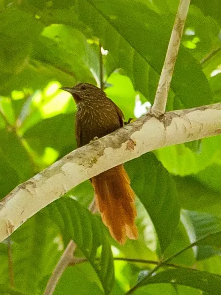 File:Thripophaga amacurensis - Delta Amacuro Softail 2.jpg