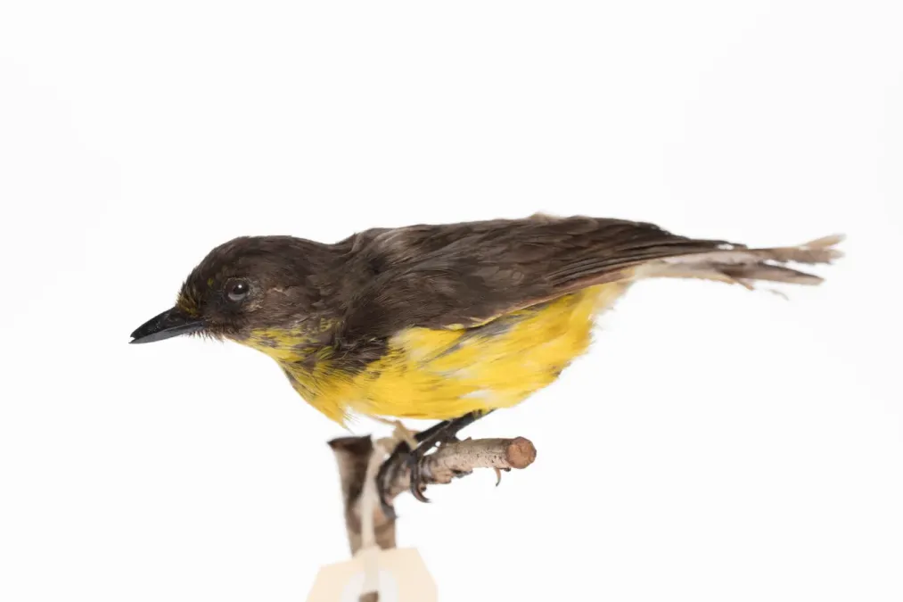File:Pachycephala flavifrons (AM LB8346-3).jpg