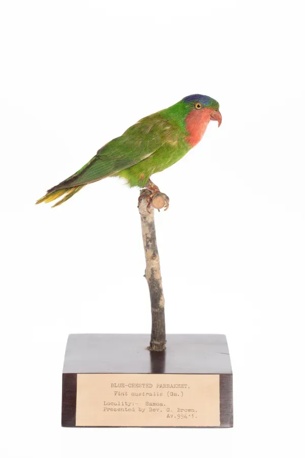 File:Vini australis (AM LB8399-2).jpg