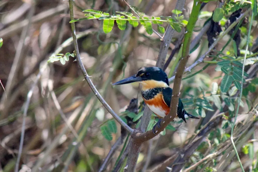 File:American Pygmy Kingfisher - Chloroceryle aenea (32856740923).jpg
