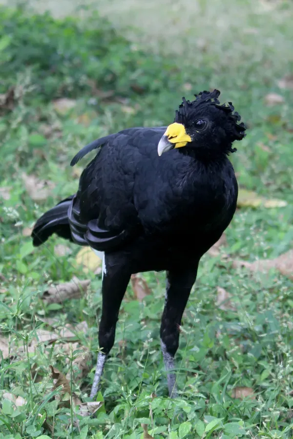 File:Great Curassow, Male - Crax rubra (32856755893).jpg