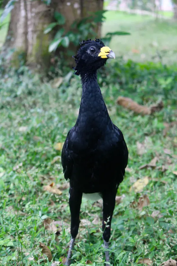 File:Great Curassow, Male - Crax rubra (33285811060).jpg