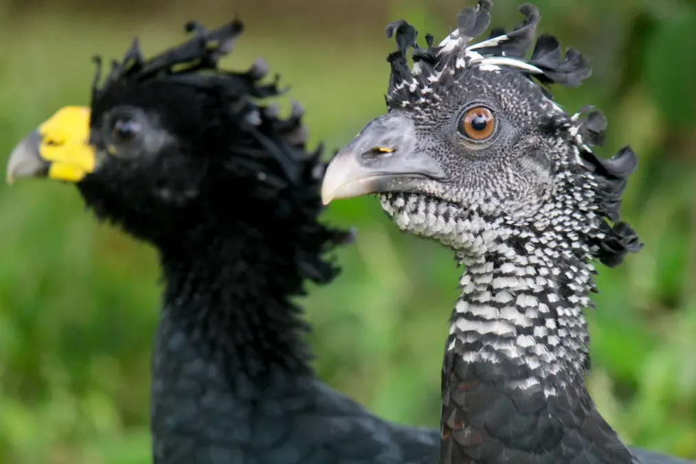 File:Great Curassow - Crax rubra (32826814824).jpg