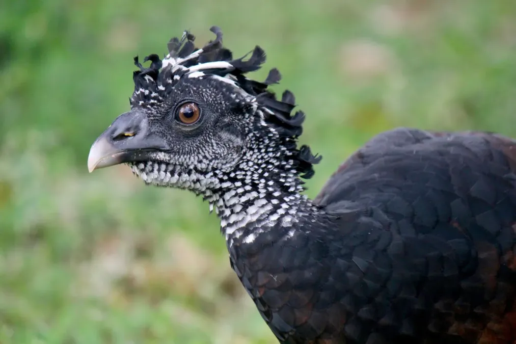 File:Great Curassow, Female - Crax rubra (33285819020).jpg