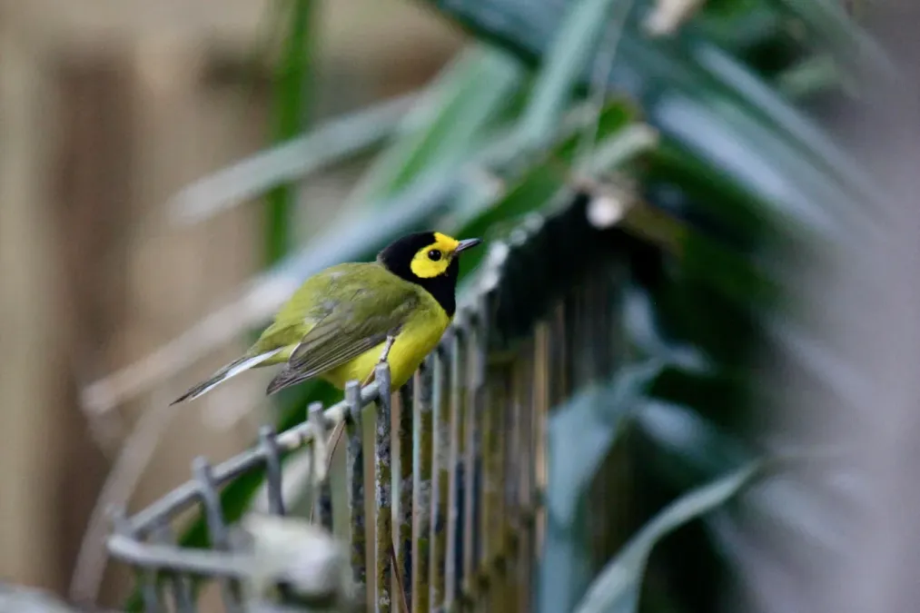 File:Hooded Warbler - Setophaga citrina (33513341392).jpg