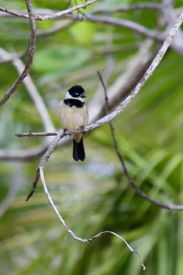 File:Morelet's Seedeater - Sporophila morelleti, Cayo District, Belize (33513337072).jpg