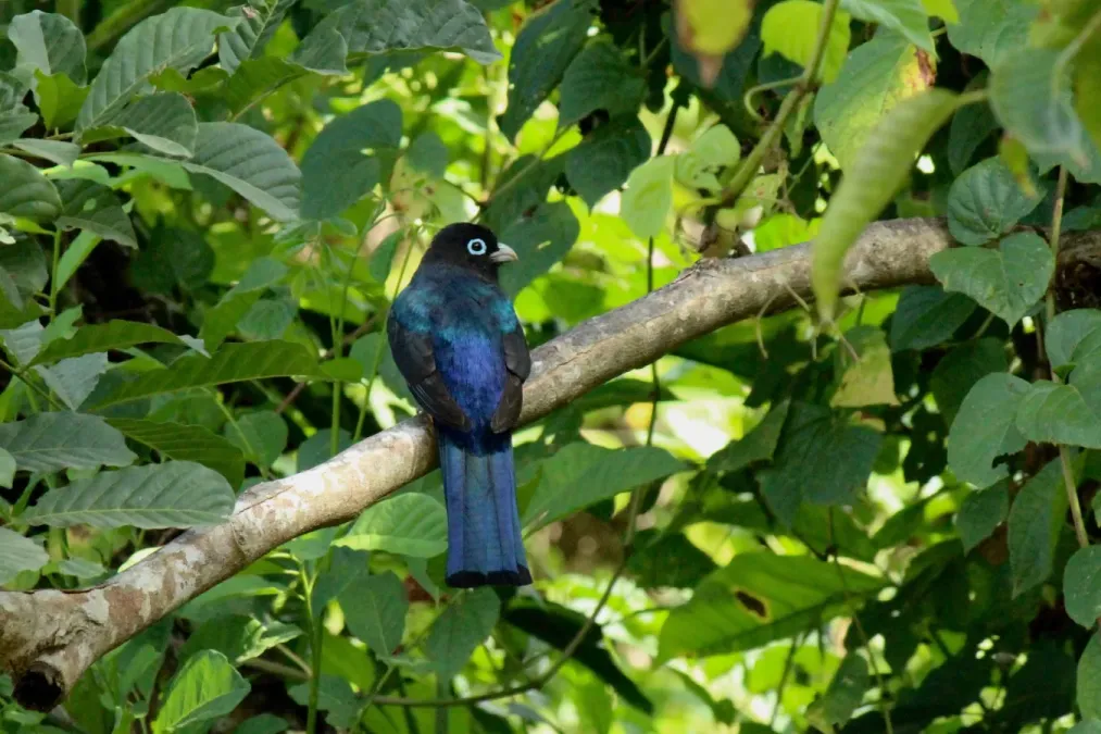 File:Black-headed Trogon - Trogon melanocephalus (33285809090).jpg