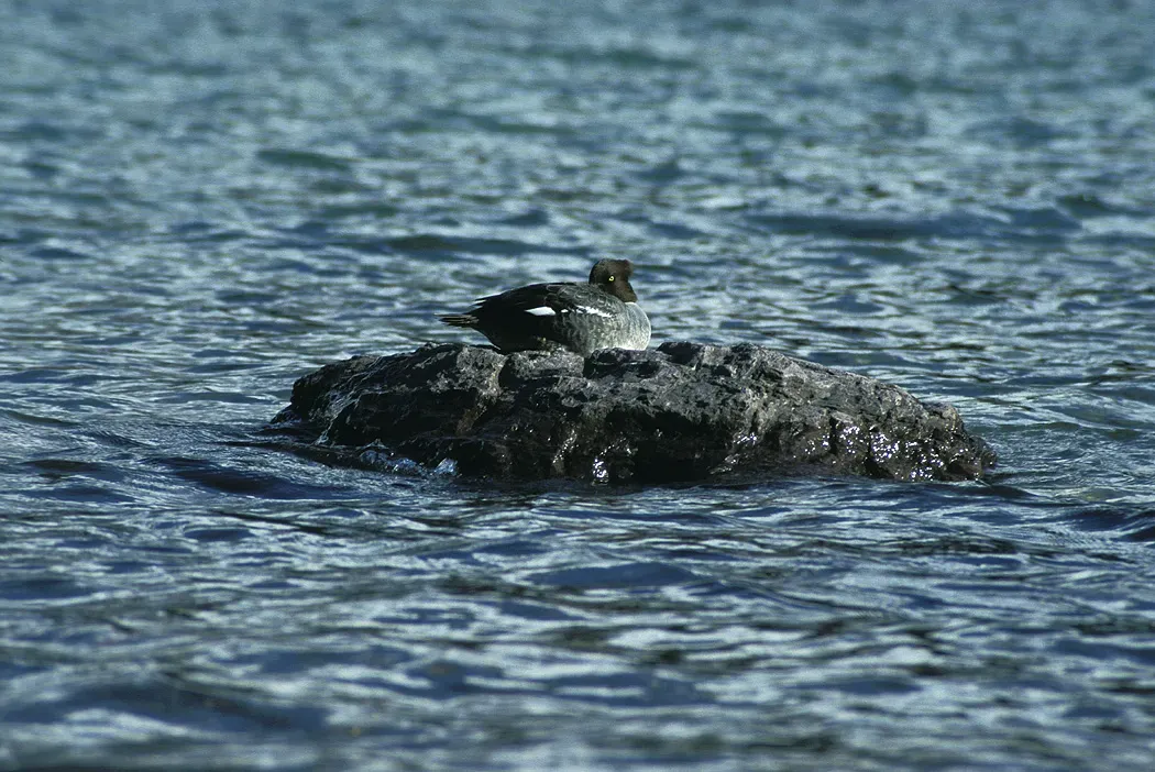 File:Bucephala islandica on rock.jpg