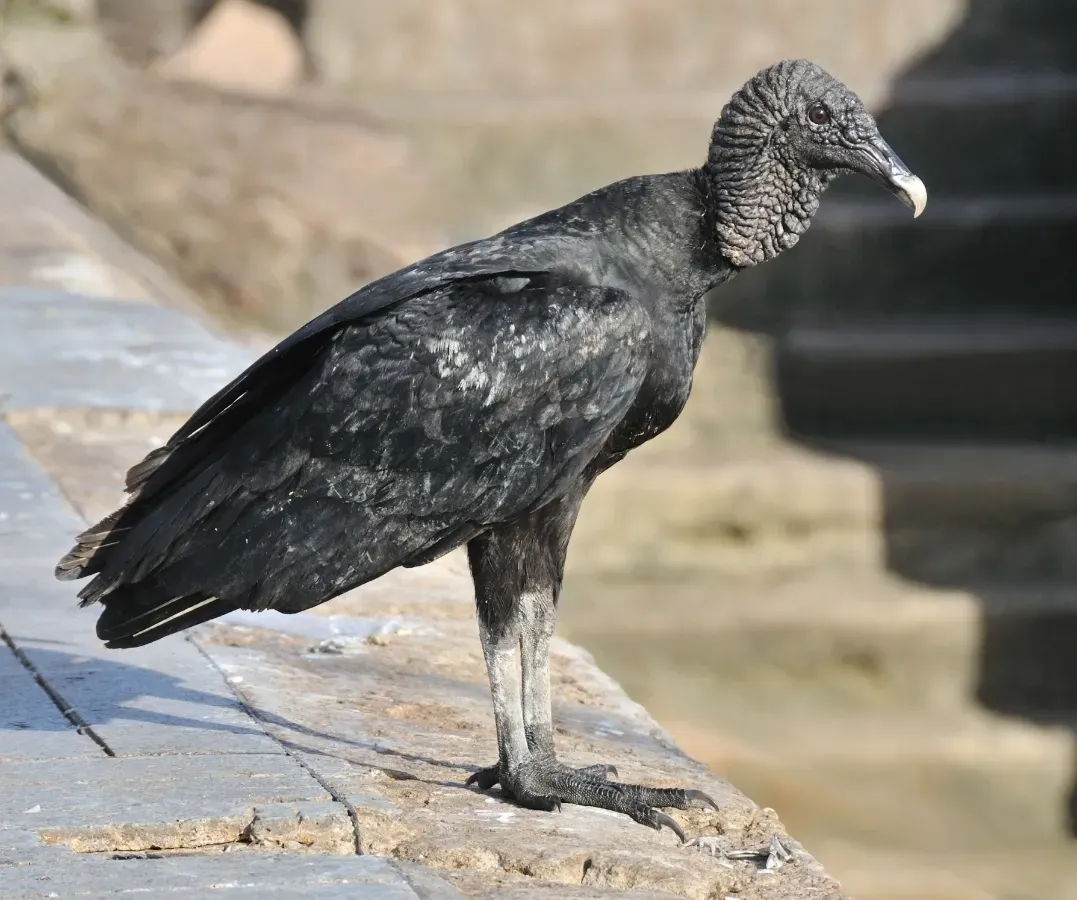 File:Coragyps atratus brasiliensis Black vulture Belém 01.jpg