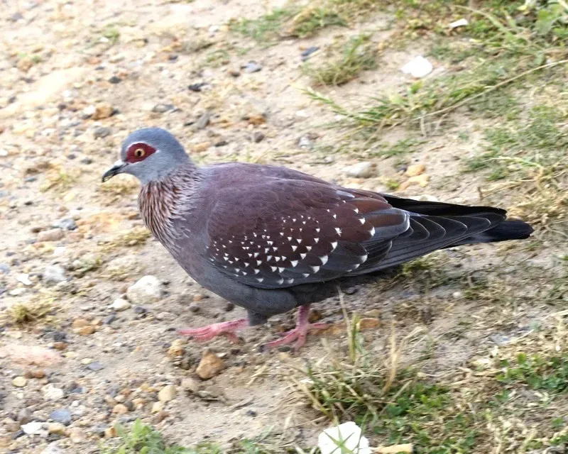 File:Columba guinea 2.jpg